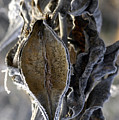 Delivered - Milkweed Photograph by DArcy Evans Delivered - Milkweed Photograph by DArcy Evans