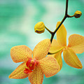 Dendrobium Photograph by Allan Seiden - Printscapes Dendrobium Photograph by Allan Seiden - Printscapes