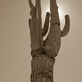 Desert cactus Photograph by Darrell Foster Desert cactus Photograph by Darrell Foster