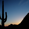 Desert cactus Sunrise Photograph by Ted Keller Desert cactus Sunrise Photograph by Ted Keller