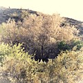 Desert Ironwood Afternoon Photograph by Judy Kennedy Desert Ironwood Afternoon Photograph by Judy Kennedy