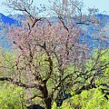 Desert Ironwood Beauty Photograph by Judy Kennedy Desert Ironwood Beauty Photograph by Judy Kennedy