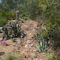 Desert Path Photograph by Aimee L Maher ALM GALLERY Desert Path Photograph by Aimee L Maher ALM GALLERY
