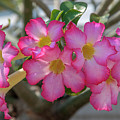 Desert Rose or Chuanchom DTHB2105 Photograph by Gerry Gantt Desert Rose or Chuanchom DTHB2105 Photograph by Gerry Gantt