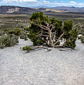 Desert Tree by Patrick Boening