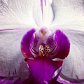 Love Photograph by Denise Railey Love Photograph by Denise Railey