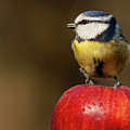 Detailed Blue Tit Cyanistes caeruleus sat on a wet red apple Photograph by Simon Bratt Detailed Blue Tit Cyanistes caeruleus sat on a wet red apple Photograph by Simon Bratt