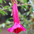 Dewy Red Bloom Photograph by Amy Fose Dewy Red Bloom Photograph by Amy Fose