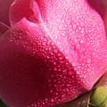 Dewy Rose Photograph by Amy Fose Dewy Rose Photograph by Amy Fose