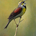 Dickcissel Summer Song by Bruce Morrison Dickcissel Summer Song by Bruce Morrison