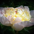 Digital Art White Peony Flower Digital Art by Delynn Addams Digital Art White Peony Flower Digital Art by Delynn Addams