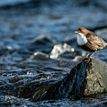 Dipper on the rock Photograph by Torbjorn Swenelius Dipper on the rock Photograph by Torbjorn Swenelius