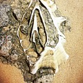 Discovery at low tide by AnneMarie Welsh