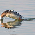 Dive by Dan Williams