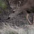 Doe Carefully Grazing in Tombstone Photograph by Colleen Cornelius Doe Carefully Grazing in Tombstone Photograph by Colleen Cornelius