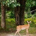 Fawn in the Woods Portrait Photograph by Gwen Gibson Fawn in the Woods Portrait Photograph by Gwen Gibson