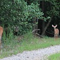 Doe With Twins by Jerry Battle