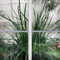 Does it Rain in the Conservatory? by Lynn Wohlers