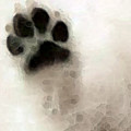 Dog Art - I Paw You by Sharon Cummings Dog Art - I Paw You by Sharon Cummings