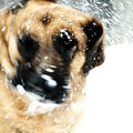 Dog Blizzard - German Shepherd Photograph by Angie Tirado Dog Blizzard - German Shepherd Photograph by Angie Tirado