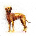 Dog fantasy by Natalja Picugina Dog fantasy by Natalja Picugina