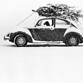 Dog in Car Photograph by Ulrike Welsch and Photo Researchers Dog in Car Photograph by Ulrike Welsch and Photo Researchers