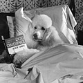 Dog Reading in Bed Photograph by M E Browning and Photo Researchers Dog Reading in Bed Photograph by M E Browning and Photo Researchers