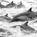 Dolphins On The Run Photograph by Steve Munch