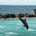 Dolphins Showtime Photograph by Adriana Zoon Dolphins Showtime Photograph by Adriana Zoon