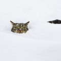 Domestic Cat Felis Catus In Deep Snow Photograph by Konrad Wothe Domestic Cat Felis Catus In Deep Snow Photograph by Konrad Wothe