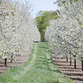 Door County Cherry Blossoms by Nikki Vig Door County Cherry Blossoms by Nikki Vig