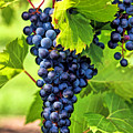 Door County Grape Cluster by Christopher Arndt Door County Grape Cluster by Christopher Arndt