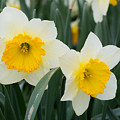Double Daffodils Photograph by Holden The Moment Double Daffodils Photograph by Holden The Moment