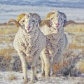 Double the Ram Power Photograph by Amanda Smith Double the Ram Power Photograph by Amanda Smith