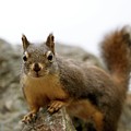 Douglas Squirrel by Beauty Reframed Photography
