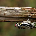 Hairy Woodpecker Photograph by Daniel Reed Hairy Woodpecker Photograph by Daniel Reed