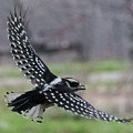 Downy Woodpecker in Flight Photograph by Holden The Moment Downy Woodpecker in Flight Photograph by Holden The Moment