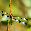 Dragon Fly On A Summer Morning by Jeff Swan Dragon Fly On A Summer Morning by Jeff Swan