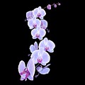 Dragon Orchid Digital Art by Norman Klein Dragon Orchid Digital Art by Norman Klein