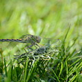 DragonFlly in the park by Paulina Roybal DragonFlly in the park by Paulina Roybal