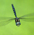 Dragonfly #1 Photograph by Ben Upham III Dragonfly #1 Photograph by Ben Upham III