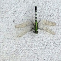 Dragonfly Painting by George Pedro Dragonfly Painting by George Pedro