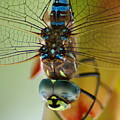 Dragonfly in Thought Photograph by Ben Upham III Dragonfly in Thought Photograph by Ben Upham III