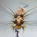 Dragonfly skeleton by Paulina Roybal Dragonfly skeleton by Paulina Roybal