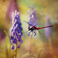 Dragonfly thru the Hyacinths Print Photograph by Gwen Gibson Dragonfly thru the Hyacinths Print Photograph by Gwen Gibson