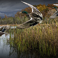 Drake Mallard Ducks coming in for a Landing Photograph by Randall Nyhof Drake Mallard Ducks coming in for a Landing Photograph by Randall Nyhof