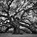 Dramatic Angel Oak In Black And White by Carol Groenen Dramatic Angel Oak In Black And White by Carol Groenen