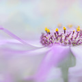 Dreamy Photograph by Ann Bridges Dreamy Photograph by Ann Bridges
