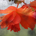 Dreamy Tangerine Photograph by Julie Lueders Dreamy Tangerine Photograph by Julie Lueders