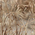 Dried Wheat Grass in SoCal Sun Photograph by Colleen Cornelius Dried Wheat Grass in SoCal Sun Photograph by Colleen Cornelius